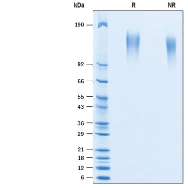 2 μg/lane of Recombinant Human CEACAM-5/CD66e His-tag Avi-tag Protein (Catalog # AVI4128) was resolved with SDS-PAGE under reducing (R) and non-reducing (NR) conditions and visualized by Coomassie® Blue staining, showing bands at 125-155 kDa.
