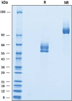 2 μg/lane of Recombinant Human CLEC12B was resolved with SDS-PAGE under reducing (R) and non-reducing (NR) conditions and visualized by Coomassie® Blue staining, showing bands at 54-66 kDa and 110-135 kDa, respectively.