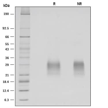 SDS-Page CLEC-2A [Unconjugated]