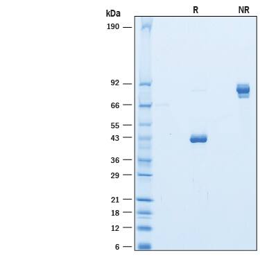 SDS-Page CLEC2L [Unconjugated]