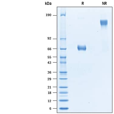SDS-Page CMG-2/ANTXR2 [Unconjugated]