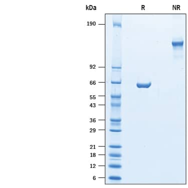 SDS-Page CMG-2/ANTXR2 [Unconjugated]