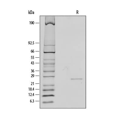 1 μg/lane of Recombinant Human CNTF was resolved with SDS-PAGE under reducing (R) conditions and visualized by silver staining, showing a band at 26 kDa.