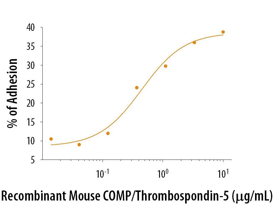 Recombinant Mouse COMP/Thrombospondin-5 (Catalog # 8958-CP) induces adhesion of ATDC5 mouse chondrogenic cells. The ED50 for this effect is 0.15-0.9 μg/mL.