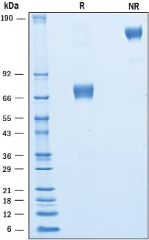2 μg/lane of Recombinant Human CRACC/SLAMF7 was resolved with SDS-PAGE under reducing (R) and non-reducing (NR) conditions and visualized by Coomassie® Blue staining, showing bands at 65-75 kDa and 130-150 kDa, respectively.