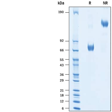 2 μg/lane of Biotinylated Recombinant Human CRACC/SLAMF7 Fc Chimera Avi-tag (Catalog # AVI1906) was resolved with SDS-PAGE under reducing (R) and non-reducing (NR) conditions and visualized by Coomassie® Blue staining, showing bands at 65-85 kDa and 130-170 kDa, respectively.