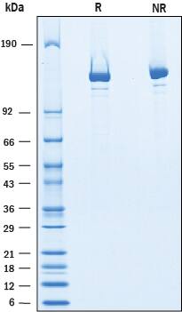 2 μg/lane of Recombinant S. pyogenes CRISPR-Cas9 was resolved with SDS-PAGE under reducing (R) and non-reducing (NR) conditions and visualized by Coomassie® Blue staining, showing a band at ~130 kDa.
