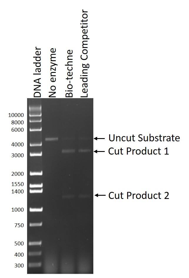 Agarose gel image of in vitro cleavage of DNA substrate into two DNA products by 9957-C9 and a Leading Competitor's Cas9.