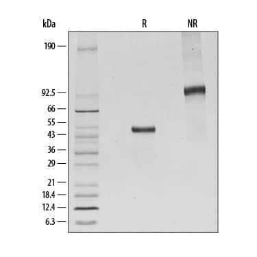 SDS-Page CTLA-4 [Unconjugated]