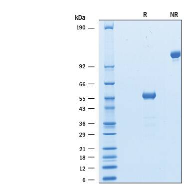 2 μg/lane of Biotinylated Recombinant Human CTLA-4 Fc Chimera Avi-tag (Catalog # AVI7268) was resolved with SDS-PAGE under reducing (R) and non-reducing (NR) conditions and visualized by Coomassie® Blue staining, showing bands at 53-61 kDa and 110-120 kDa, respectively.