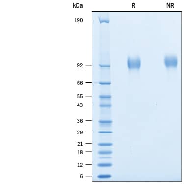 2 μg/lane of Biotinylated Recombinant Human CX3CL1/Fractalkine His-tag Avi-tag Protein (Catalog # AVI365) was resolved with SDS-PAGE under reducing (R) and non-reducing (NR) conditions and visualized by Coomassie® Blue staining, showing bands at 88-103;kDa.