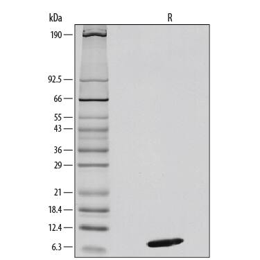 1 μg/lane of Recombinant Mouse CXCL12/SDF-1 alpha  was resolved with SDS-PAGE under reducing (R) conditions and visualized by silver staining, showing a single band at 7 kDa.