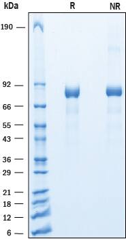 2 μg/lane of Recombinant Mouse Cadherin-9 was resolved with SDS-PAGE under reducing (R) and non-reducing (NR) conditions and visualized by Coomassie® Blue staining, showing bands at 75-85 kDa.