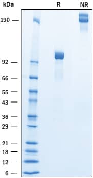 2 μg/lane of Recombinant Human Cadherin-9 was resolved with SDS-PAGE under reducing (R) and non-reducing (NR) conditions and visualized by Coomassie® Blue staining, showing bands at 92-106 kDa and 180-210 kDa, respectively.