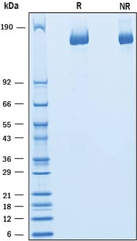 2 μg/lane of Recombinant Human Caspr1 was resolved with SDS-PAGE under reducing (R) and non-reducing (NR) conditions and visualized by Coomassie® Blue staining, showing bands at 130-165 kDa.