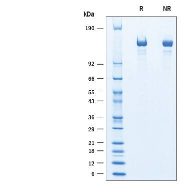 SDS-Page Caspr2 [Unconjugated]