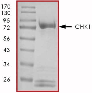 The approximate molecular weight is 82 kDa and the purity is > 95%.