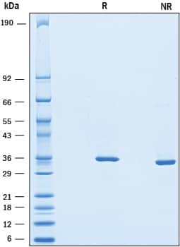 2 μg/lane of Recombinant Human Chondroadherin was resolved with SDS-PAGE under reducing (R) and non-reducing (NR) conditions and visualized by Coomassie® Blue staining, showing bands at 33-38 kDa.