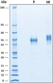 2 μg/lane of Recombinant Human Common  beta  Chain was resolved with SDS-PAGE under reducing (R) and non-reducing (NR) conditions and visualized by Coomassie® blue staining, showing bands at 57-65 kDa.