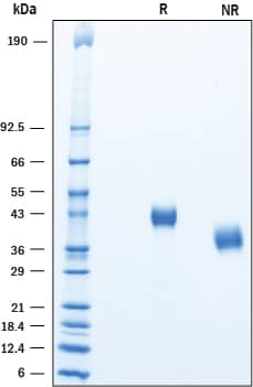 2 μg/lane of Recombinant Human Complement Factor H‑related 4 was resolved with SDS-PAGE under reducing (R) and non-reducing (NR) conditions and visualized by Coomassie® Blue staining, showing bands at ~42 kDa and ~40 kDa, respectively.