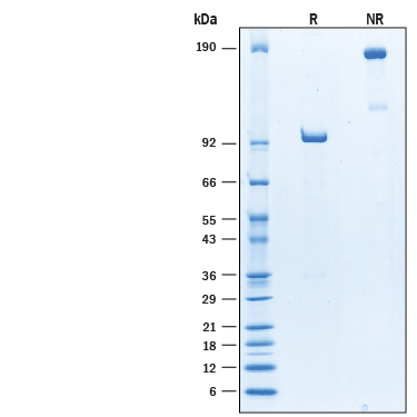 SDS-Page DLL1 [Unconjugated]