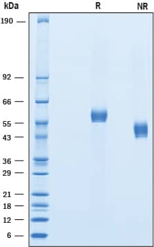 2 μg/lane of Recombinant Human DLL3 was resolved with SDS-PAGE under reducing (R) and non-reducing (NR) conditions and visualized by Coomassie® blue staining, showing bands at 52-62 kDa and 40-55 kDa, respectively.