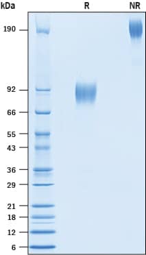 SDS-Page DNAM-1/CD226 [Biotin]