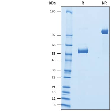 SDS-Page Dectin-1/CLEC7A [Unconjugated]