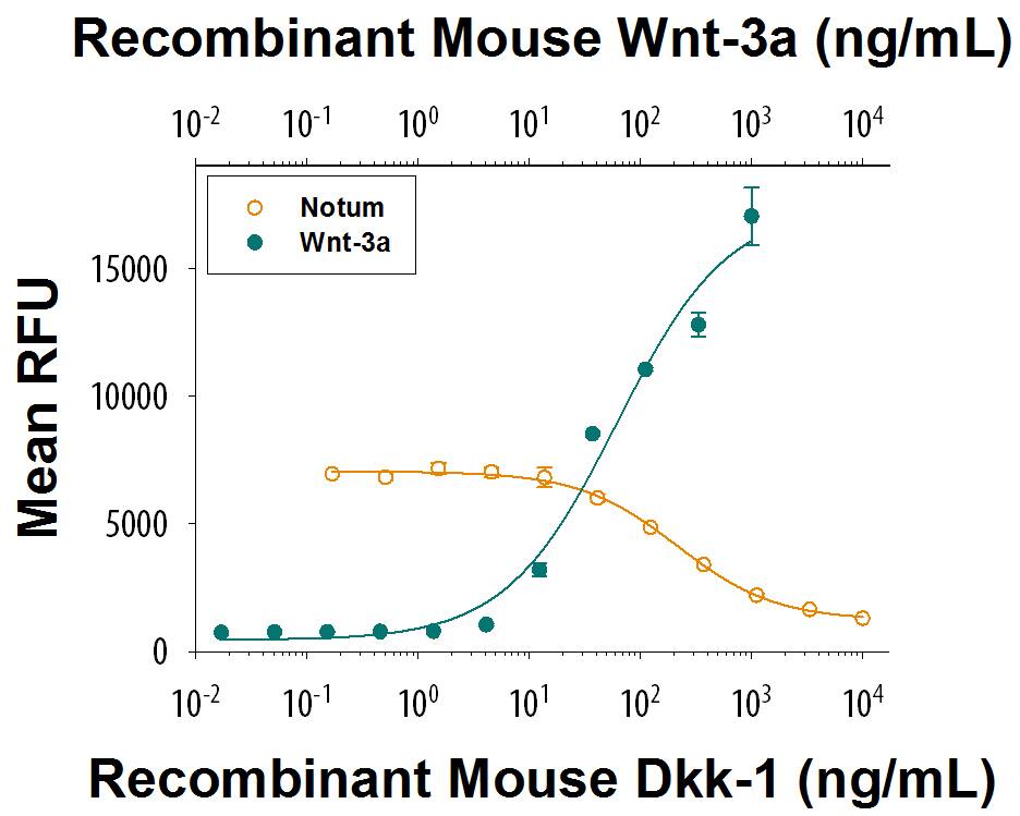 Recombinant Mouse Wnt-3a (Catalog # 1324-WN) induces a dose responsive increase in Wnt reporter activity in HEK293 cells (green circles). Recombinant Mouse Dkk-1 (Catalog # 1765-DK/CF) inhibits a constant dose of 100 ng/mL of Recombinant Mouse Wnt-3a. The ED50 for this effect is 30-180 ng/mL (orange circles).