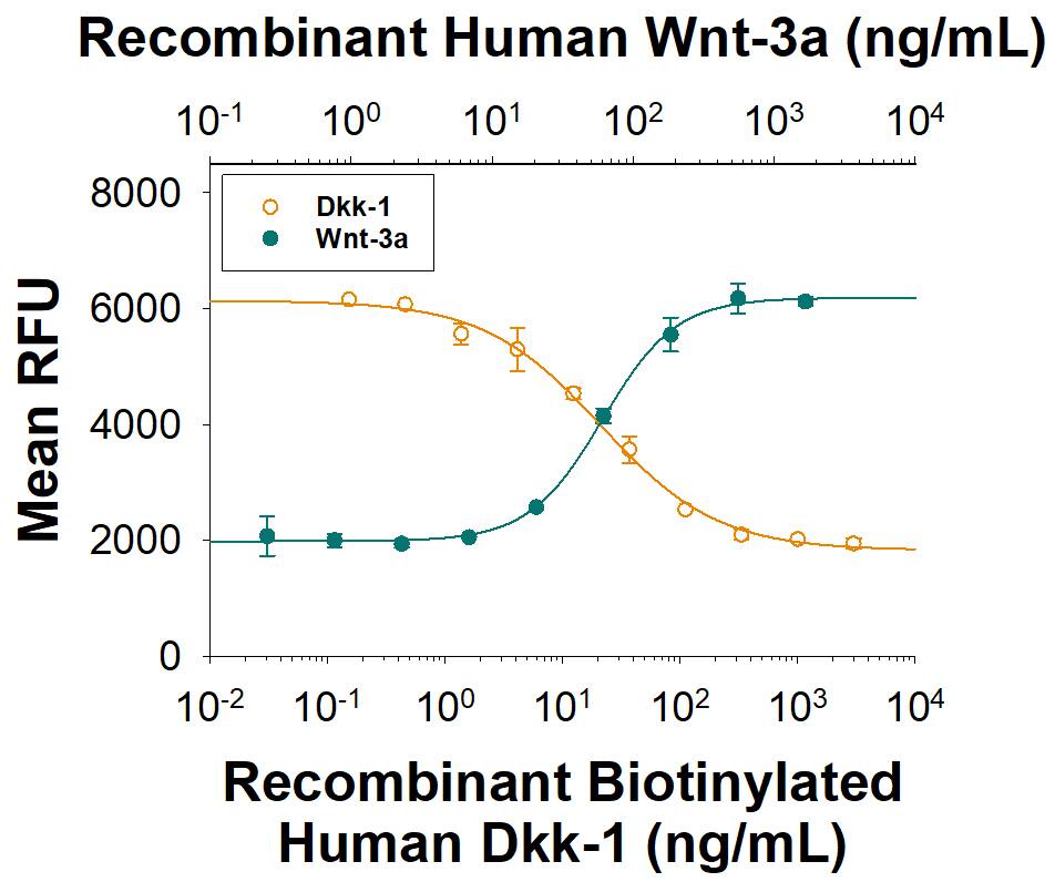 Recombinant Human Wnt-3a (Catalog # 5036-WN) induces a dose responsive increase in Wnt reporter activity in HEK293 cells (green circles). Recombinant Biotinylated Human Dkk-1 (Catalog # BT5439) inhibits a constant dose of 500 ng/mL of Recombinant Human Wnt-3a. The ED50 for this effect is 10-60 ng/mL (orange circles).