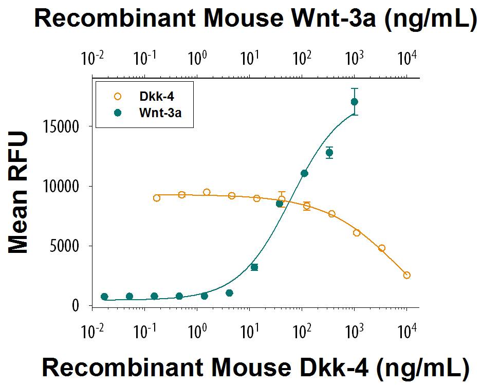 Recombinant Mouse Wnt-3a (Catalog # 1324-WN) induces a dose responsive increase in Wnt reporter activity in HEK293 cells (green circles). Recombinant Mouse Dkk-4 (Catalog # 3105-DK/CF) inhibits a constant dose of 100 ng/mL of Recombinant Mouse Wnt-3a. The ED50 for this effect is 0.2-1.2 µg/mL (orange circles).