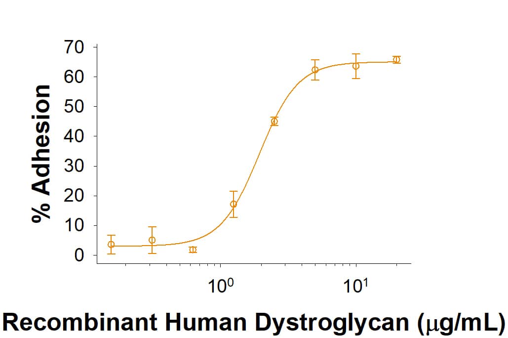 Immobilized Recombinant Human Dystroglycan Fc Chimera (Catalog # 10223-DG) enhances the adhesion of H4 human neuroglioma cells. The ED50 for this effect is 1.5-9 μg/mL.