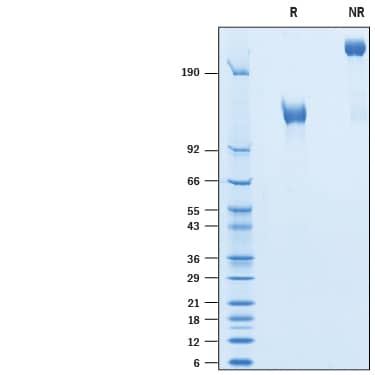 2 μg/lane of Recombinant Cynomolgus Monkey EGFR Fc Chimera (Catalog # 10366-ER) was resolved with SDS-PAGE under reducing (R) and non-reducing (NR) conditions and visualized by Coomassie® Blue staining, showing bands at 110-130 kDa and 220-260 kDa, respectively.