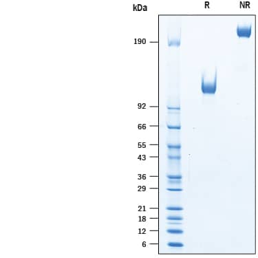 2 μg/lane of Biotinylated Recombinant Human EGFR Fc Chimera Avi-tag (Catalog # AVI344) was resolved with SDS-PAGE under reducing (R) and non-reducing (NR) conditions and visualized by Coomassie® Blue staining, showing bands at 110-130 kDa and 220-260 kDa, respectively.