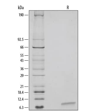 1 µg/lane of Recombinant Human EGF was resolved with SDS-PAGE and visualized by silver staining under reducing (R) conditions, showing a single band at 6 kDa.