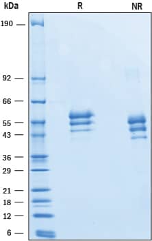 SDS-Page EMMPRIN/CD147 [Unconjugated]