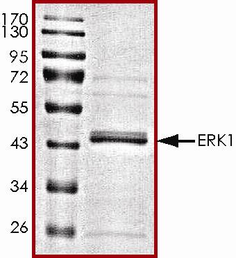 The approximate molecular weight is 44 kDa and the purity is > 80%.