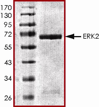 The approximate molecular weight is 68 kDa and the purity is > 80%.