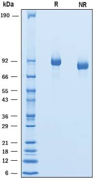 2 μg/lane of Recombinant Mouse Endorepellin/Perlecan was resolved with SDS-PAGE under reducing (R) and non-reducing (NR) conditions and visualized by Coomassie® Blue staining, showing bands at 85-95 kDa.