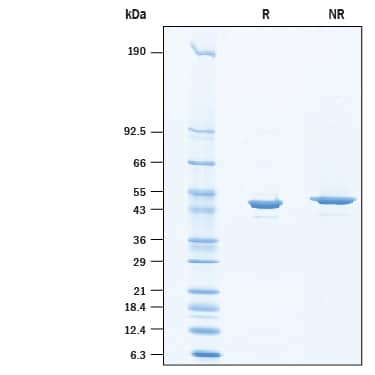Binding Activity Enolase 2/Neuron-specific Enolase [Unconjugated]