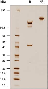 2 μg/lane of Recombinant Human Enteropeptidase/Enterokinase (Activated) (Catalog # 10438-SE) was resolved with SDS-PAGE under reducing (R) and non-reducing (NR) conditions and visualized by silver staining, showing bands at approximately 110, 100, & 47 kDa under reducing conditions.