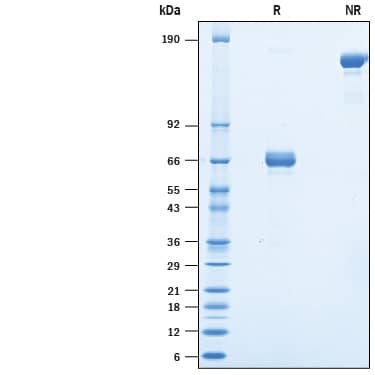 SDS-Page EpCAM/TROP1 [Biotin]