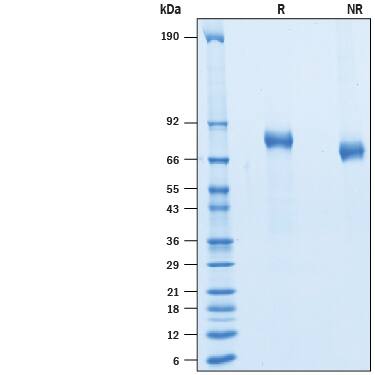 SDS-Page ErbB3/Her3 [Unconjugated]