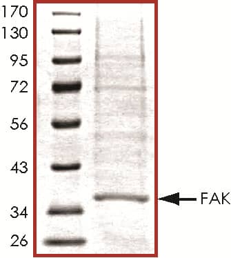 The approximate molecular weight is 35 kDa and the purity is > 75%.