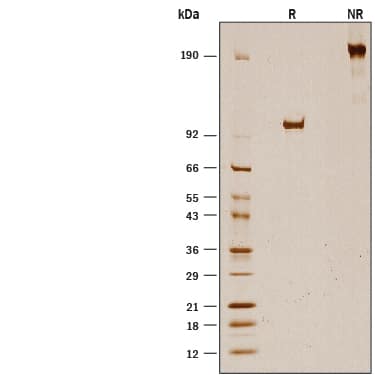 1 μg/lane of Recombinant Human Fibrillin-1/FBN1 Fc Chimera (Catalog # 10224-FI) was resolved with SDS-PAGE under reducing (R) and non-reducing (NR) conditions and visualized by silver staining, showing bands at 97-108 kDa and 190-220 kDa, respectively.