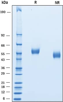 SDS-Page FCRL4/FcRH4/IRTA1 [Unconjugated]