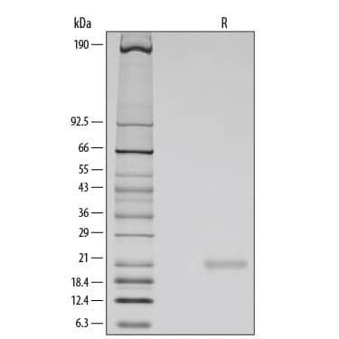 SDS-Page FGF-10 [Unconjugated]