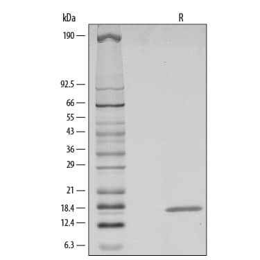 SDS-Page FGF-4 [Unconjugated]