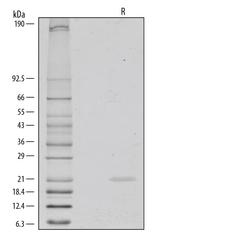 1 μg/lane of Recombinant Human FGF-8a was resolved with SDS-PAGE under reducing (R) conditions and visualized by silver staining, showing a single band at 22 kDa.