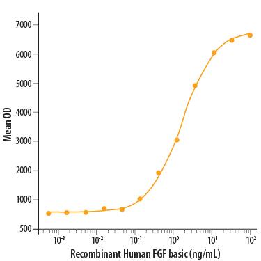 Recombinant Human FGF basic/FGF2/bFGF (157 aa) (Catalog # 234-FSE) stimulates cell proliferation of the NR6R‑3T3 mouse fibroblast cell line. The ED50 for this effect is 0.5-2.5 ng/mL.